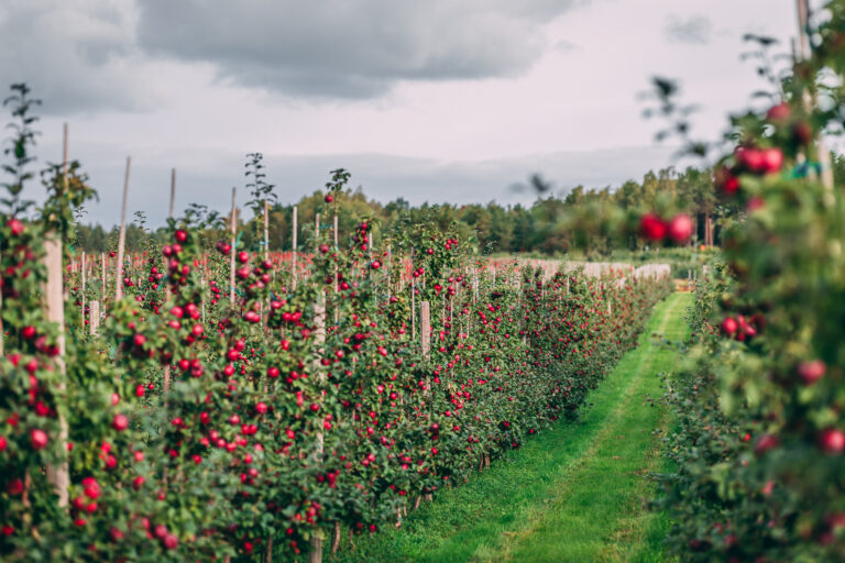 Photo of an orchard in Åland