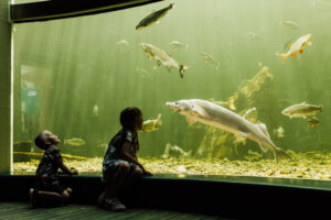 A photo of two children looking at fish in an aquarium